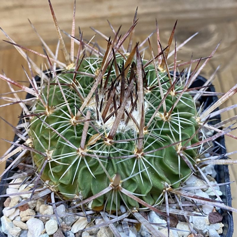SH27141 Echinofossulocactus zacatecasensis x lloydii x multicostatus