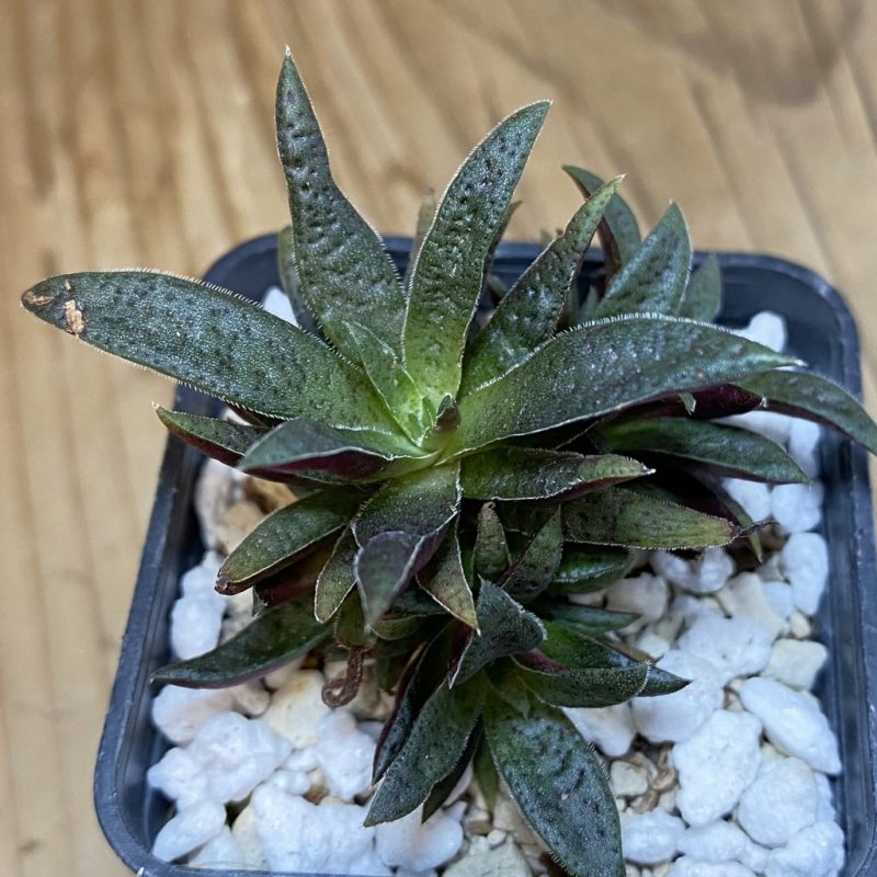 SH27172 Crassula rubicunda