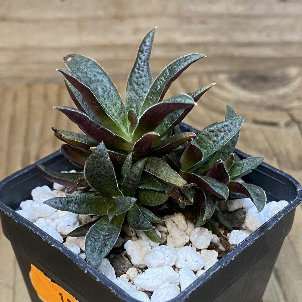 SH27172 Crassula rubicunda - Image 2