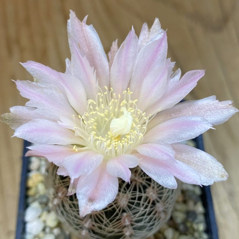SH21486 Gymnocalycium bruchii