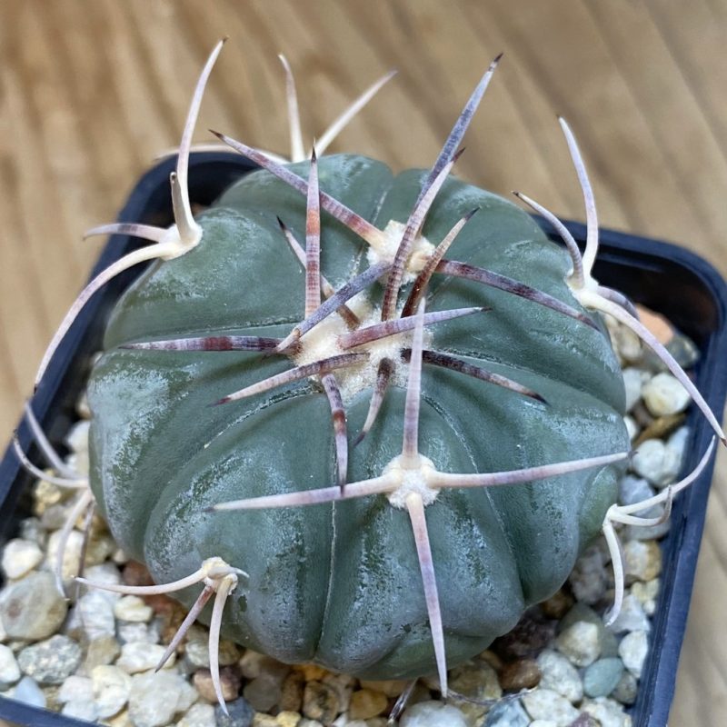 SH21509 Echinocactus horizonthalonius