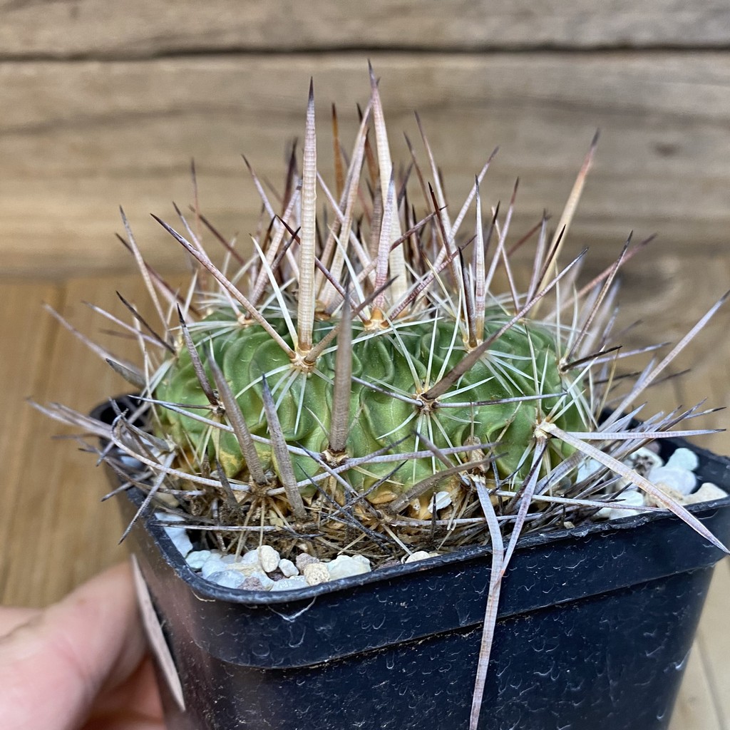 SH27141 Echinofossulocactus zacatecasensis x lloydii x multicostatus - Image 2