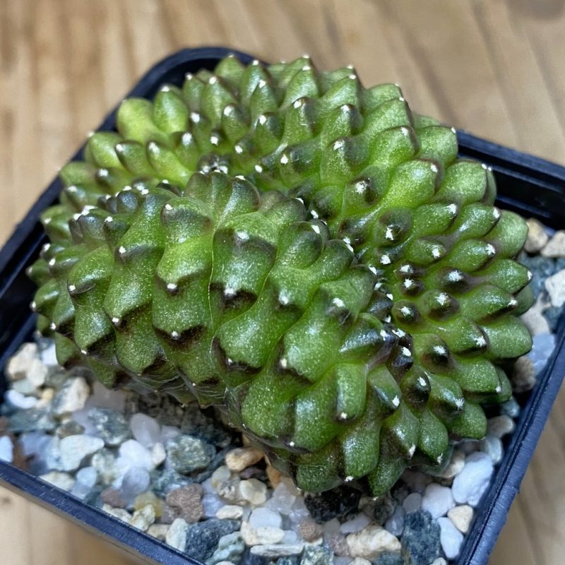 SH21181 Gymnocalycium mihanovichii ‘inermis’ f. cristata