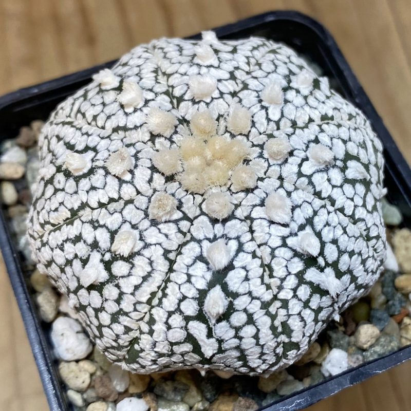 SH23880 Astrophytum asterias ‘Super Kabuto’ ‘Star Shape’ V-type