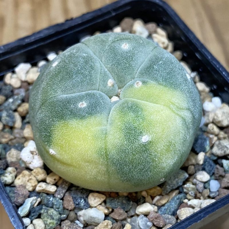 SH23899 Anhalonium frichii f. variegata