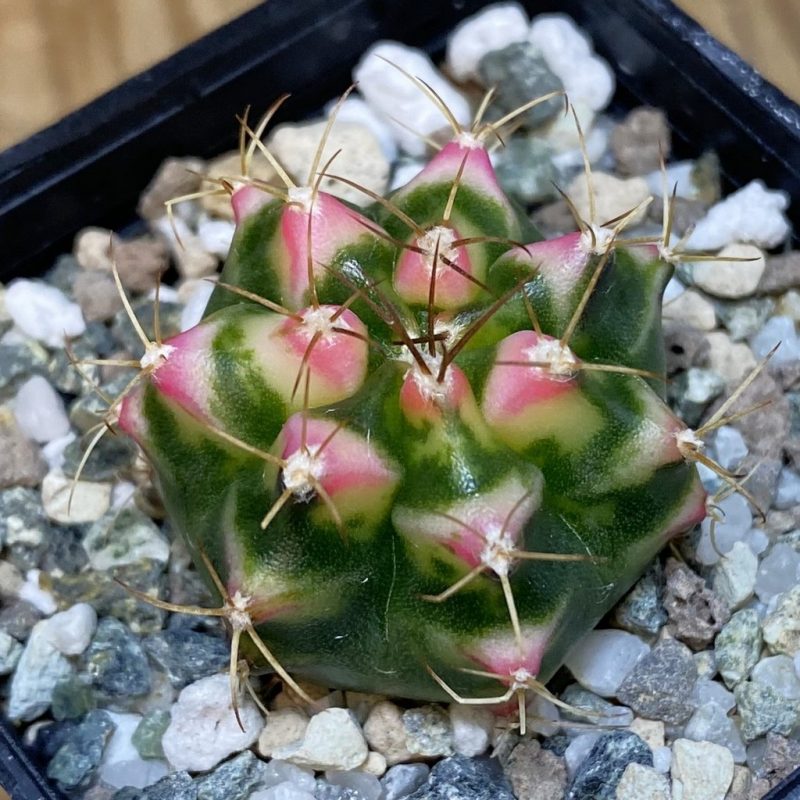 SH20586 Gymnocalycium mihanovichii 'Flower Field'