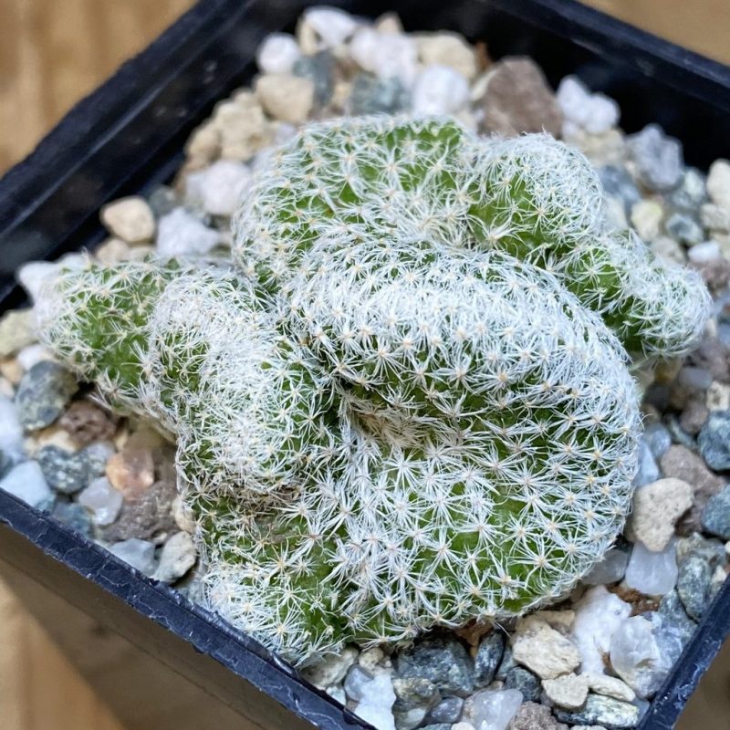 SH20461 Mammillaria humboldtii f. cristata