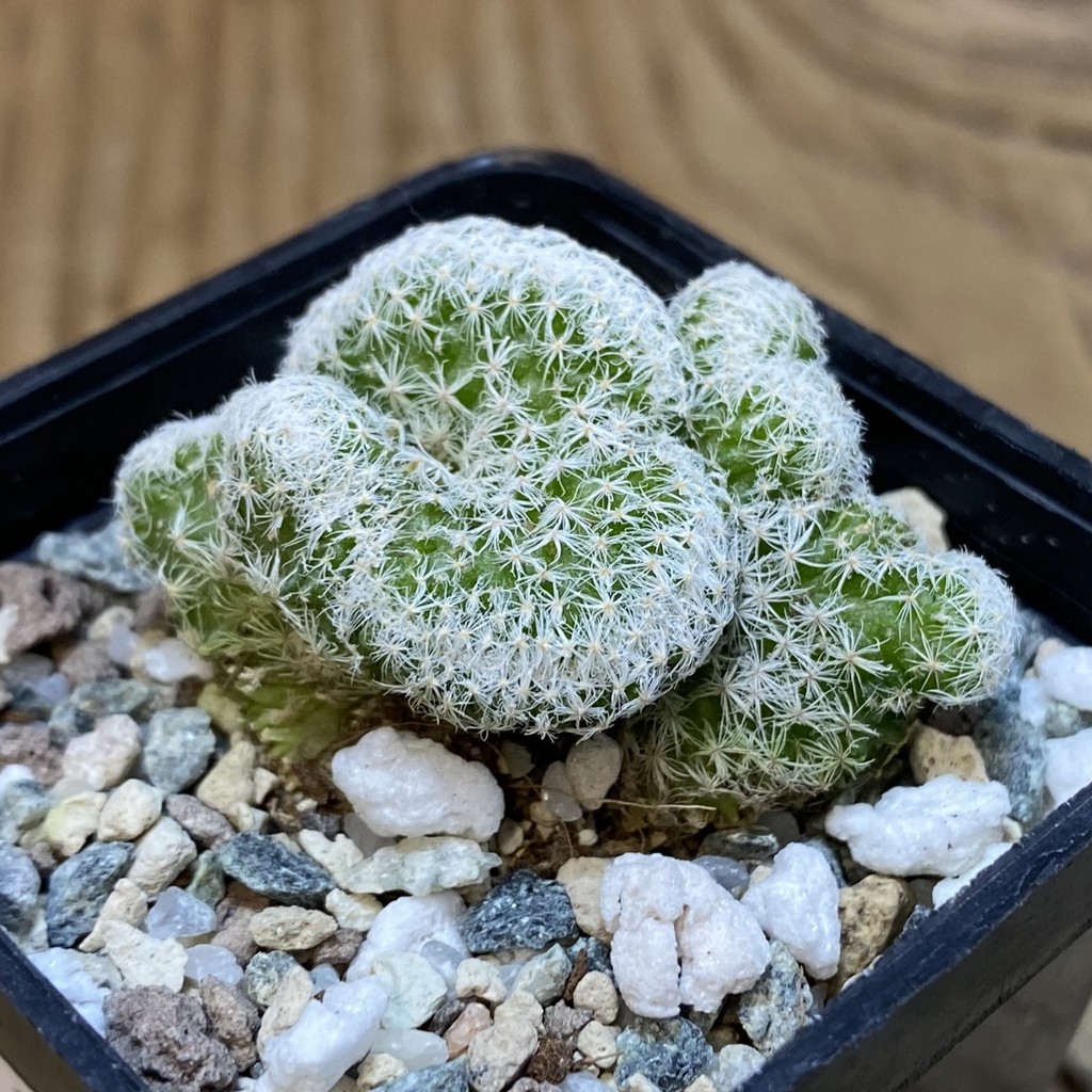 SH20461 Mammillaria humboldtii f. cristata - Image 2