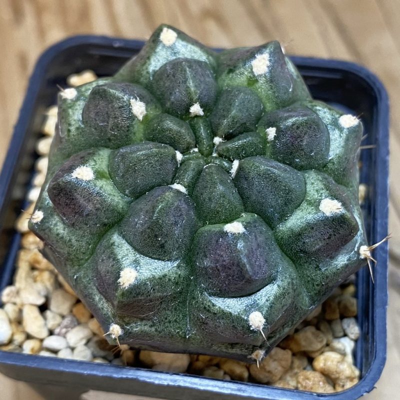 SH14310 Gymnocalycium mihanovichii ‘Day Dream’, seedling