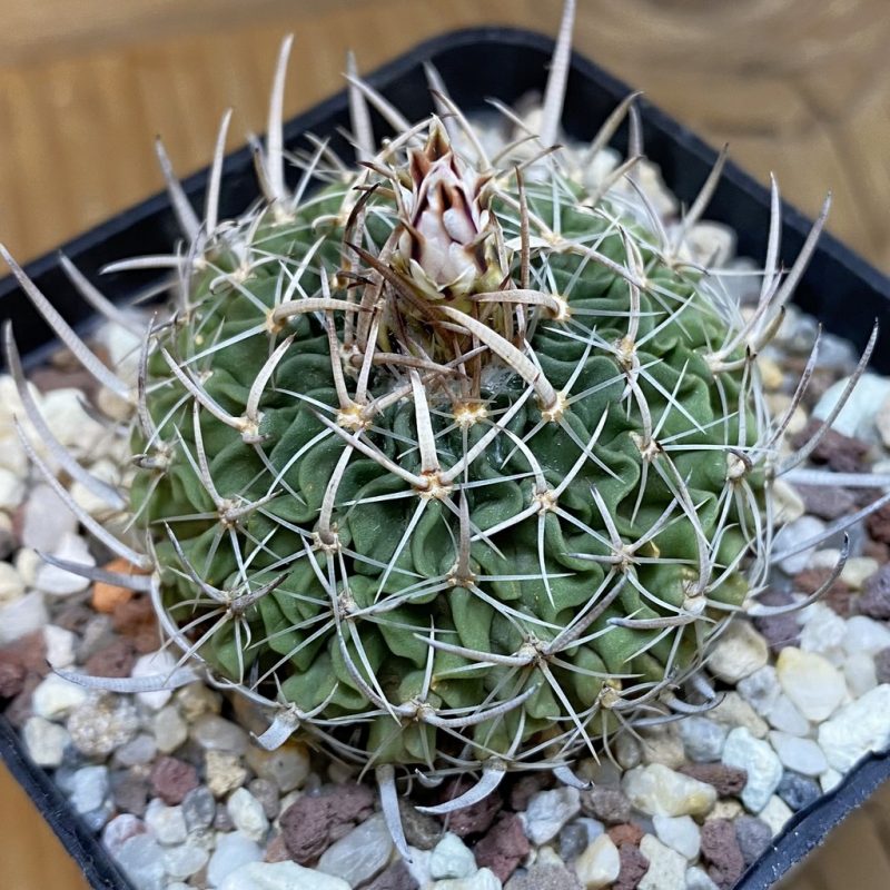 SH27142 Echinofossulocactus zacatecasensis, 6 years old