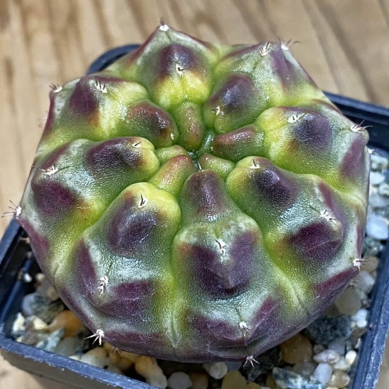 SH14552 Gymnocalycium mihanovichii ‘Day Dream’, seedling