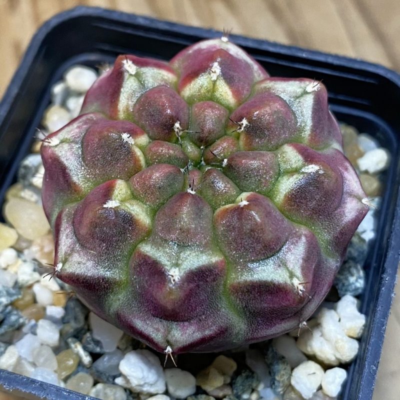 SH14553 Gymnocalycium mihanovichii ‘Day Dream’, seedling