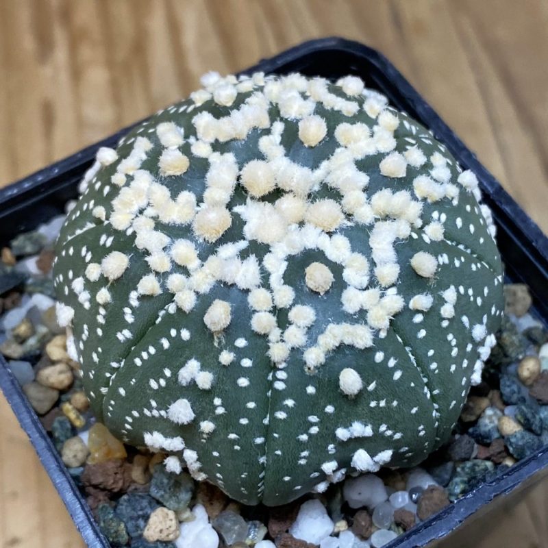 SH20137 Astrophytum asterias ‘Hanazono’