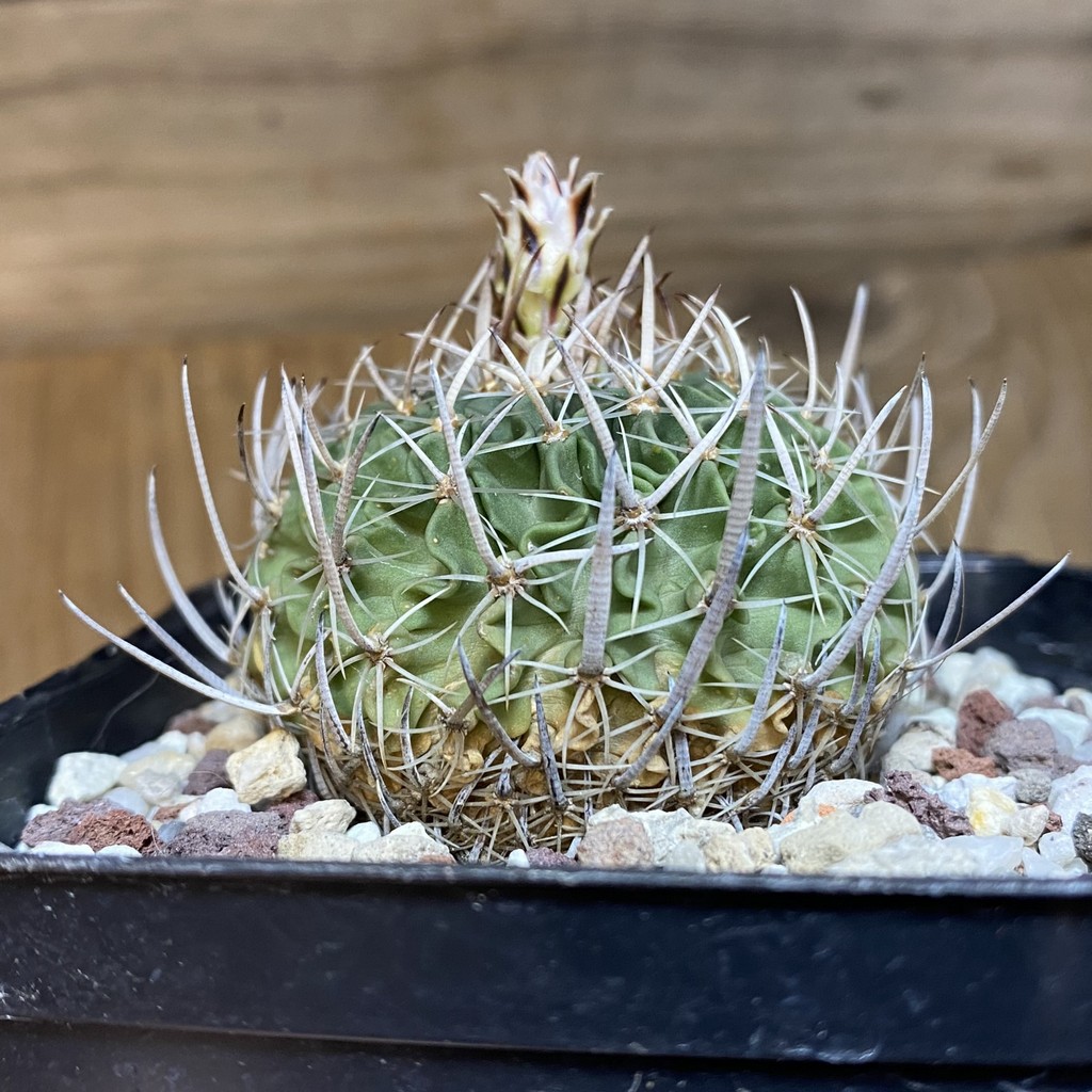 SH27142 Echinofossulocactus zacatecasensis, 6 years old - Image 2