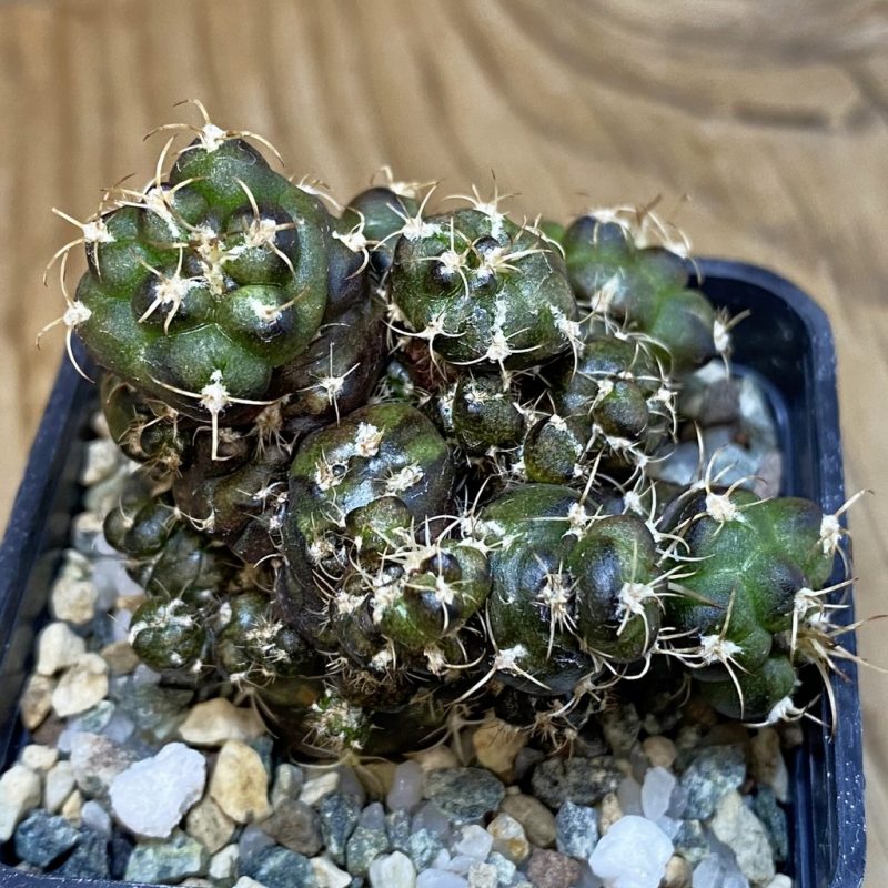 SH19820 Gymnocalycium mihanovichii 'Cauliflower Coral'