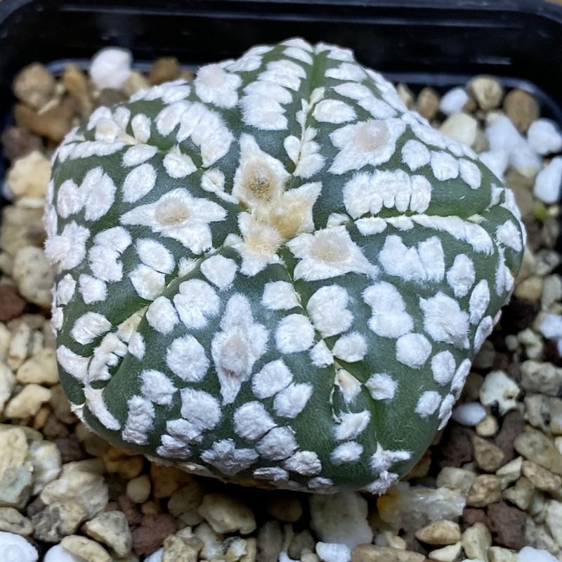 SH19599 Astrophytum asterias ‘Super Kabuto Star Shape’ V-type, 5-ribs