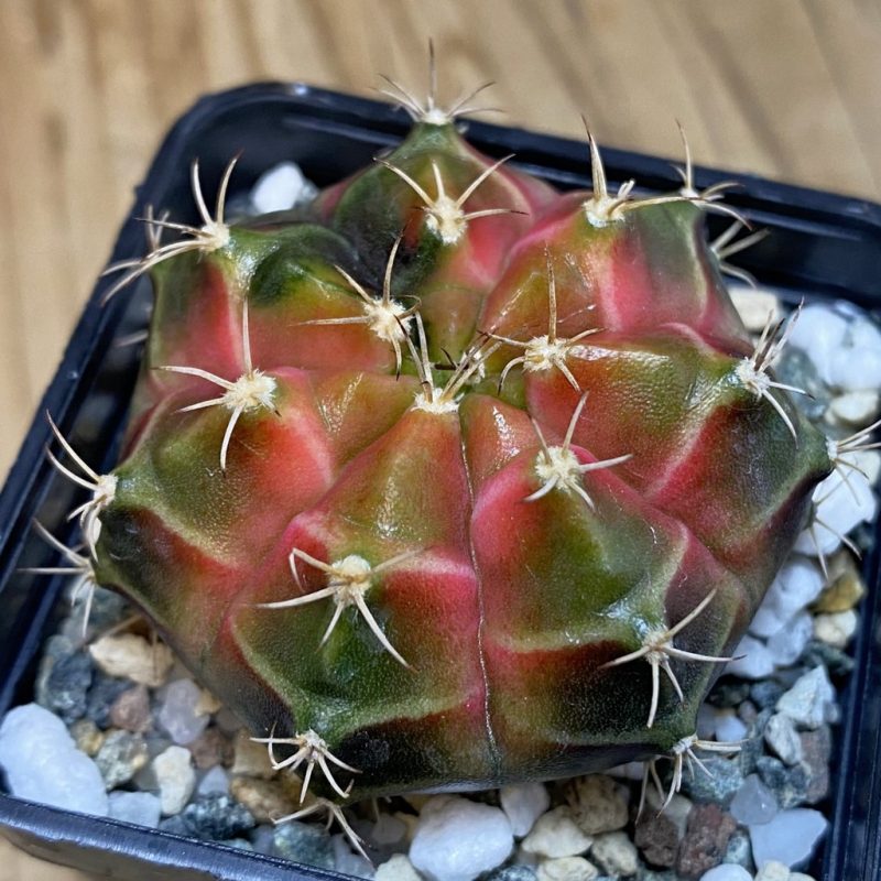 SH20649 Gymnocalycium mihanovichii ‘Neon’