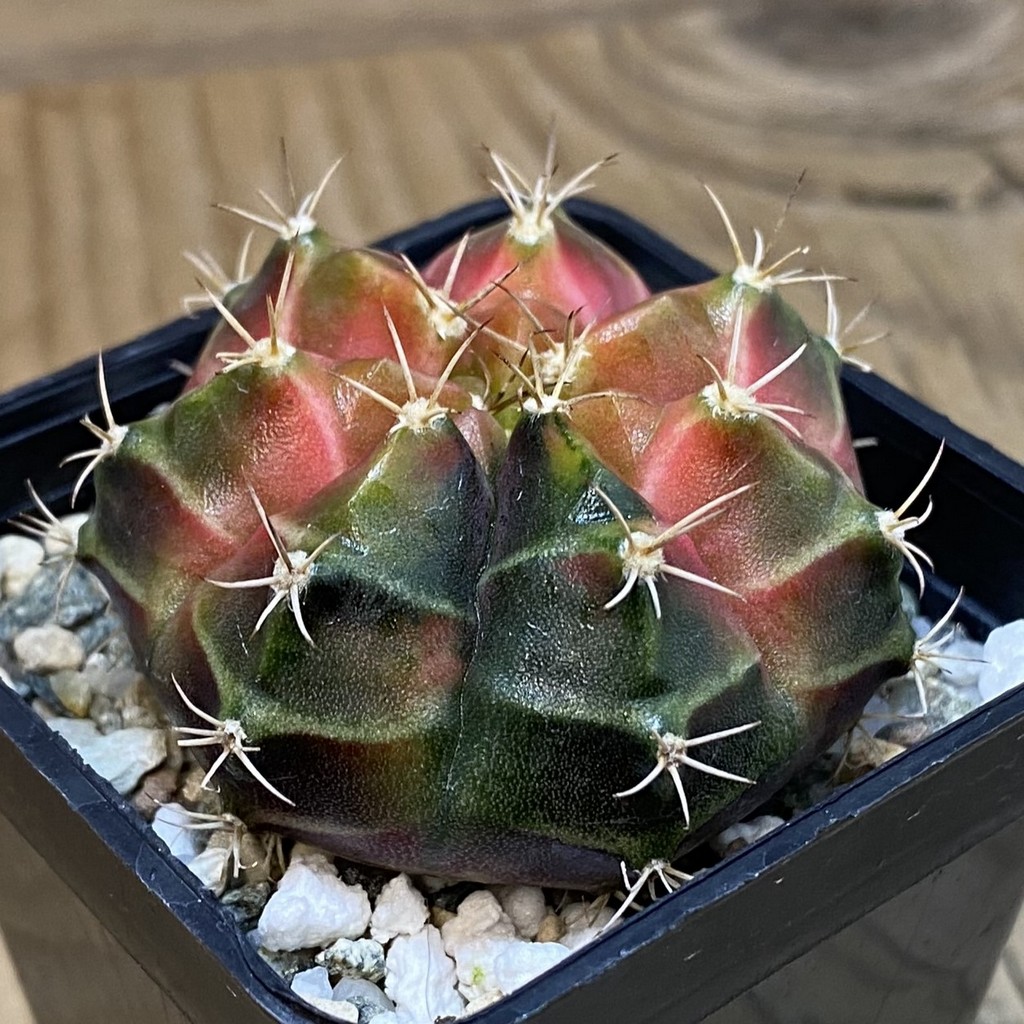 SH20649 Gymnocalycium mihanovichii ‘Neon’ - Image 2