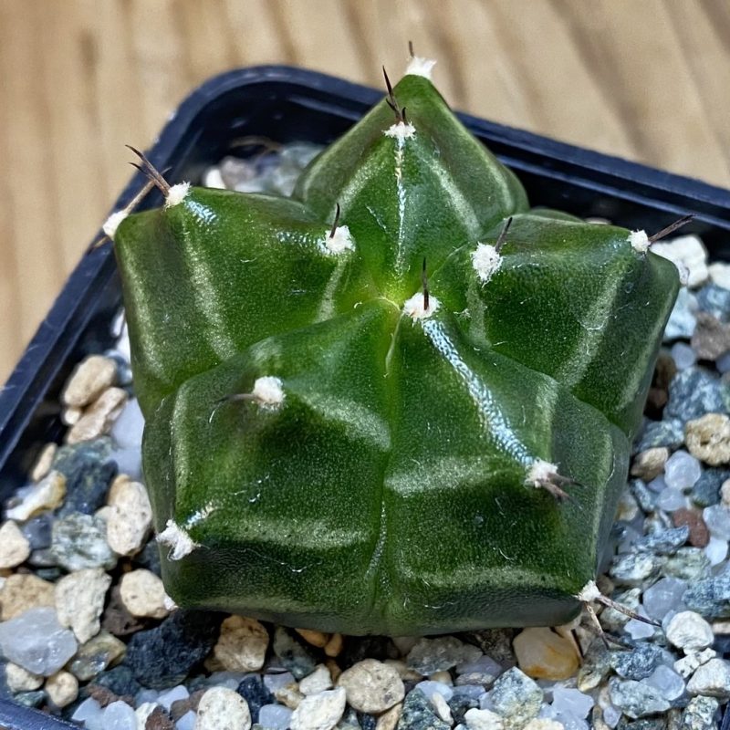 SH20177 Gymnocalycium mihanovichii ‘Kikko’ 5-ribs