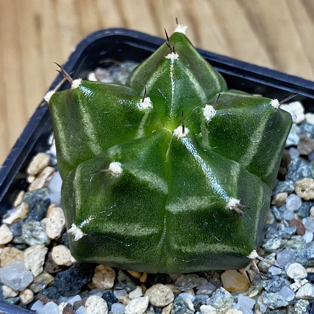 SH20177 Gymnocalycium mihanovichii ‘Kikko’ 5-ribs