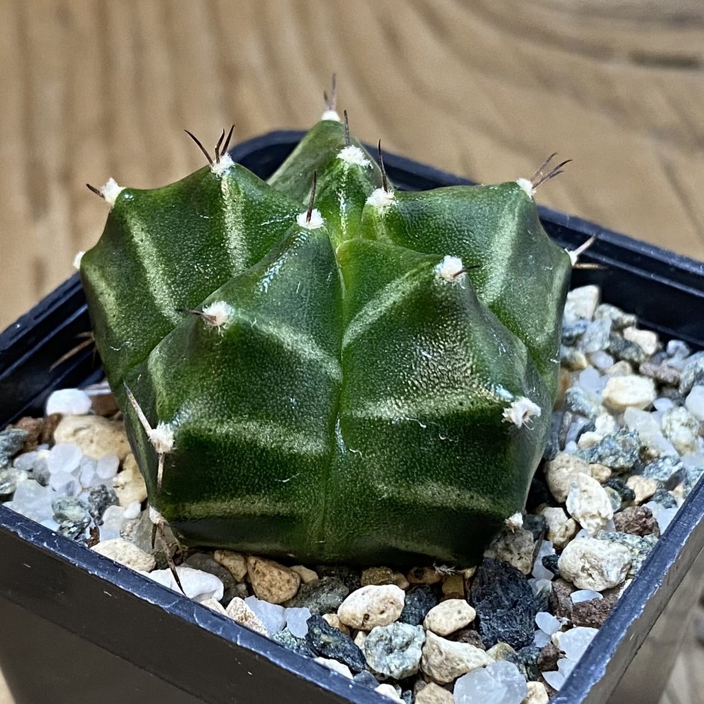 SH20177 Gymnocalycium mihanovichii ‘Kikko’ 5-ribs - Image 2