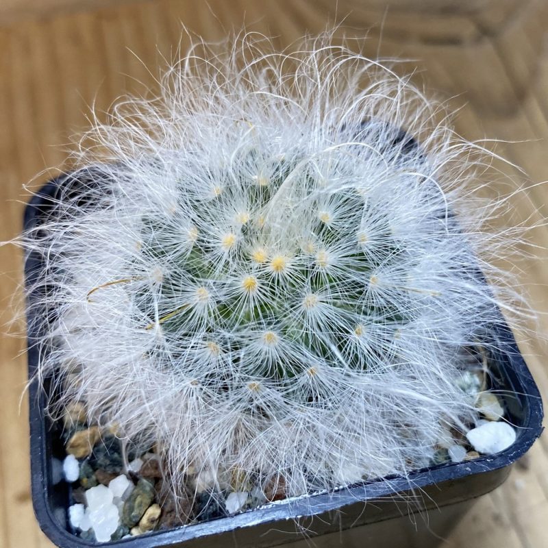 SH19948 Mammillaria guelzowiana LAU 640