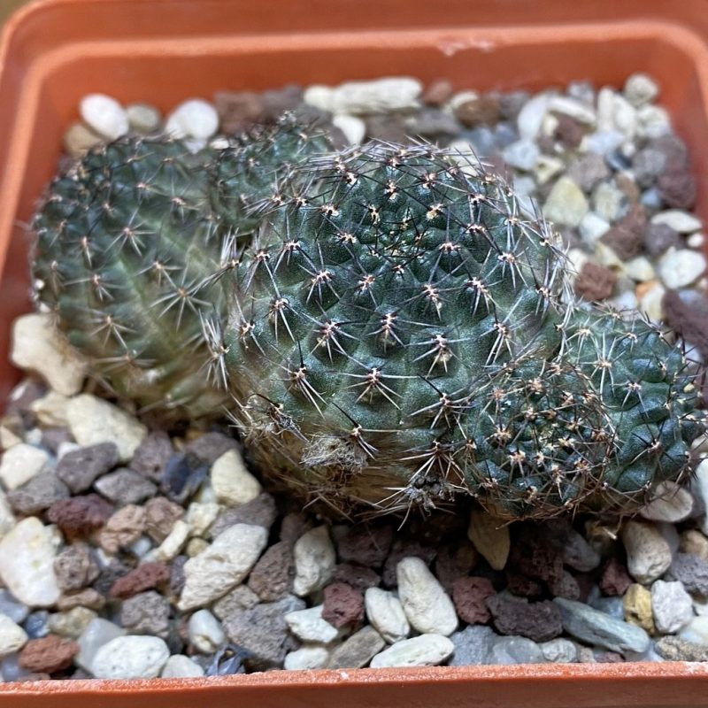 SH27137 Rebutia haefneriana WR 632, 10 years old