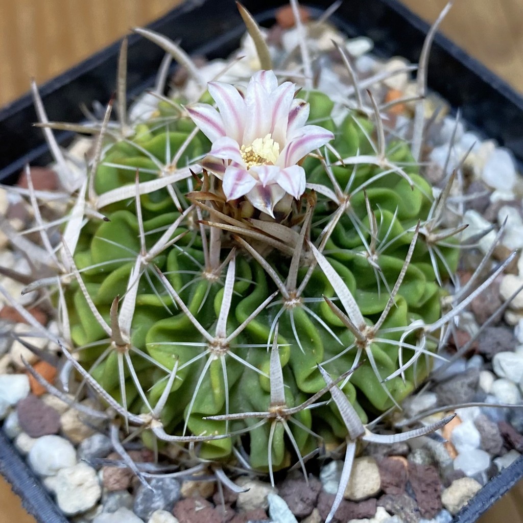 SH27143 Echinofossulocactus zacatecasensis, 6 years old