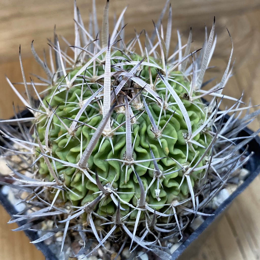SH27144 Echinofossulocactus zacatecasensis, 6 years old