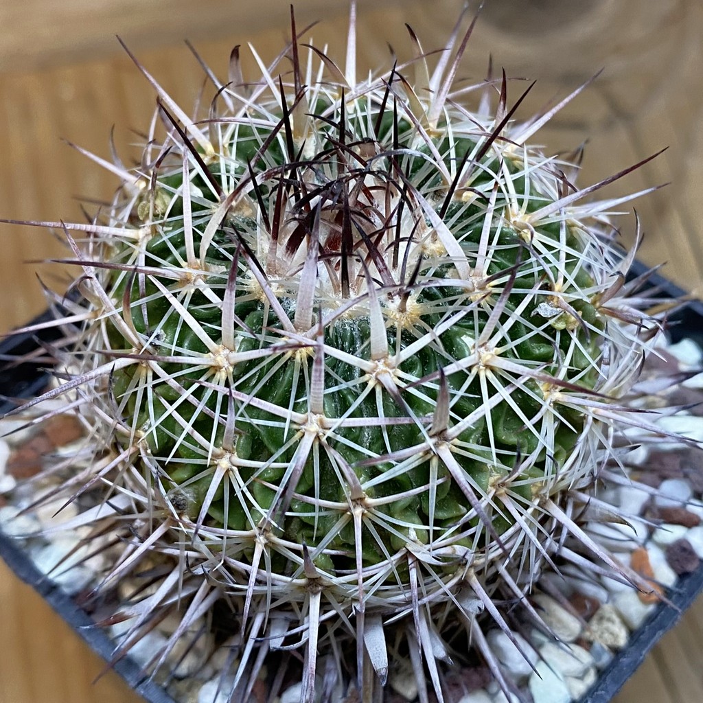 SH27145 Echinofossulocactus zacatecasensis, 6 years old