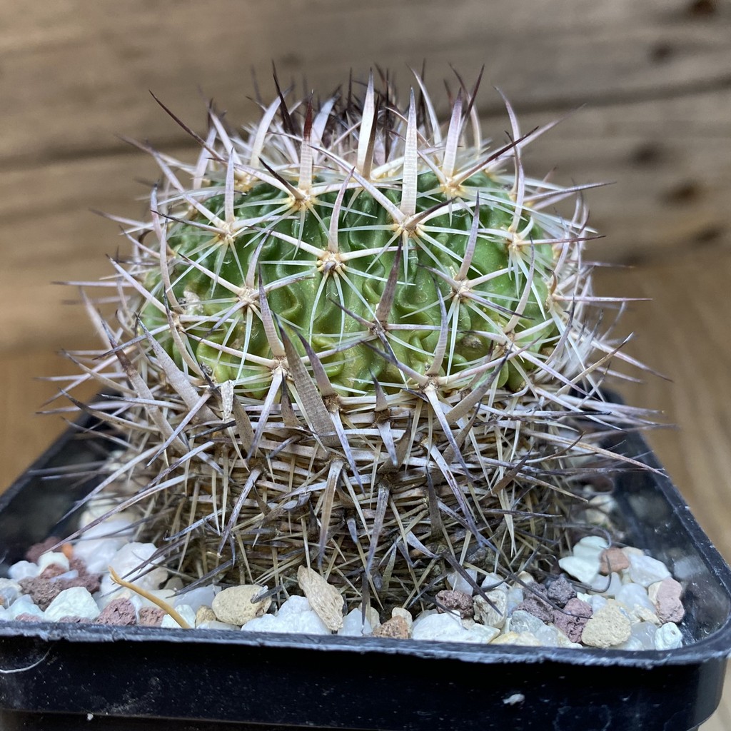 SH27145 Echinofossulocactus zacatecasensis, 6 years old - Image 2