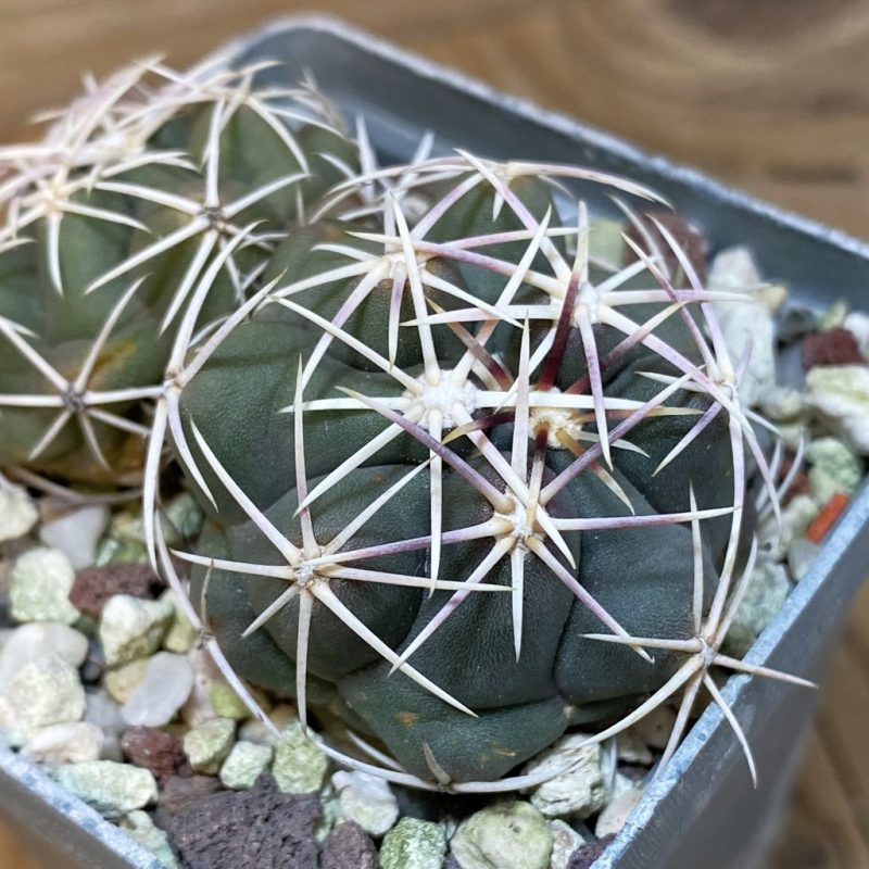 SH27146 Thelocactus hexaedrophorus, 2 head