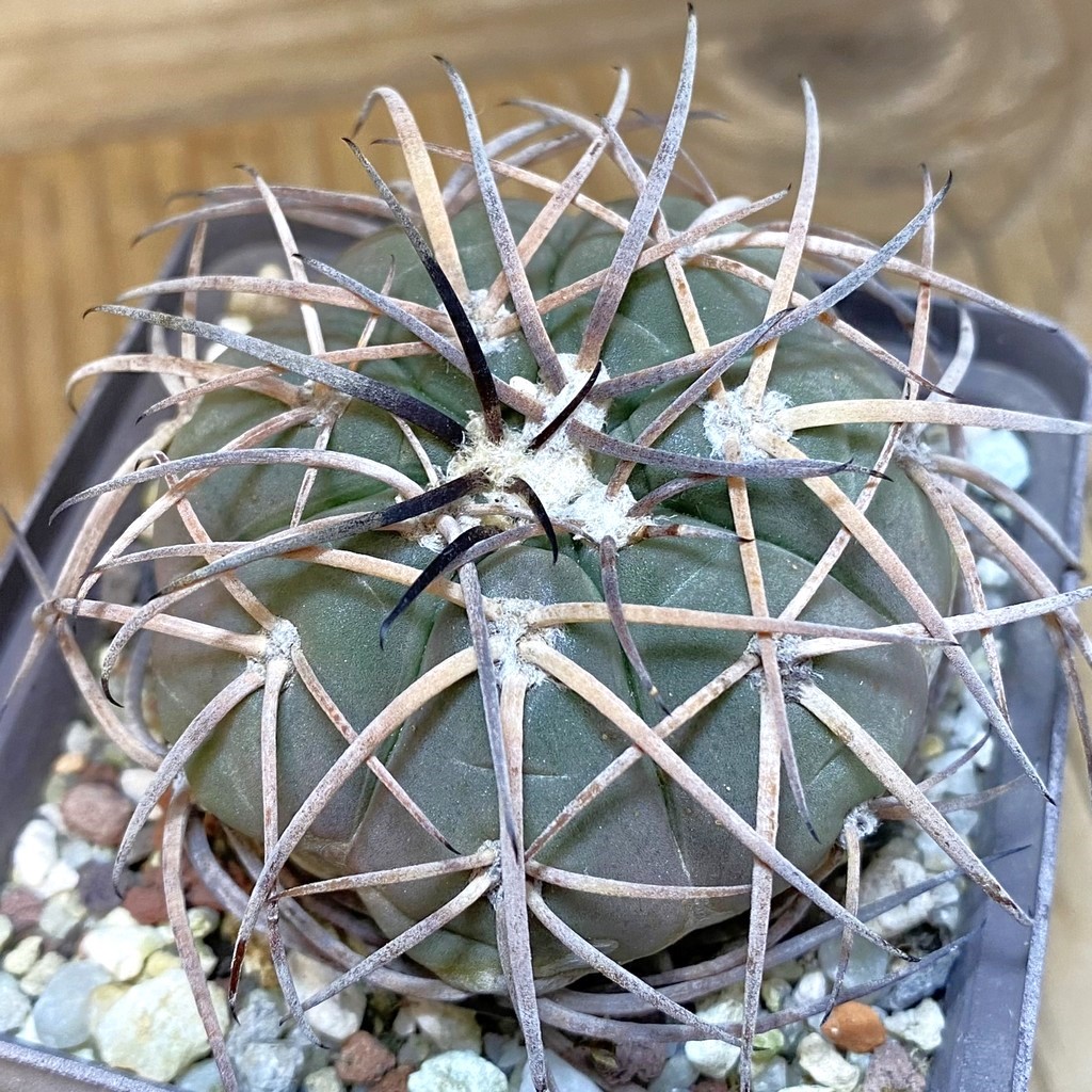 SH27147 Gymnocalycium spegazzinii, 8 years old