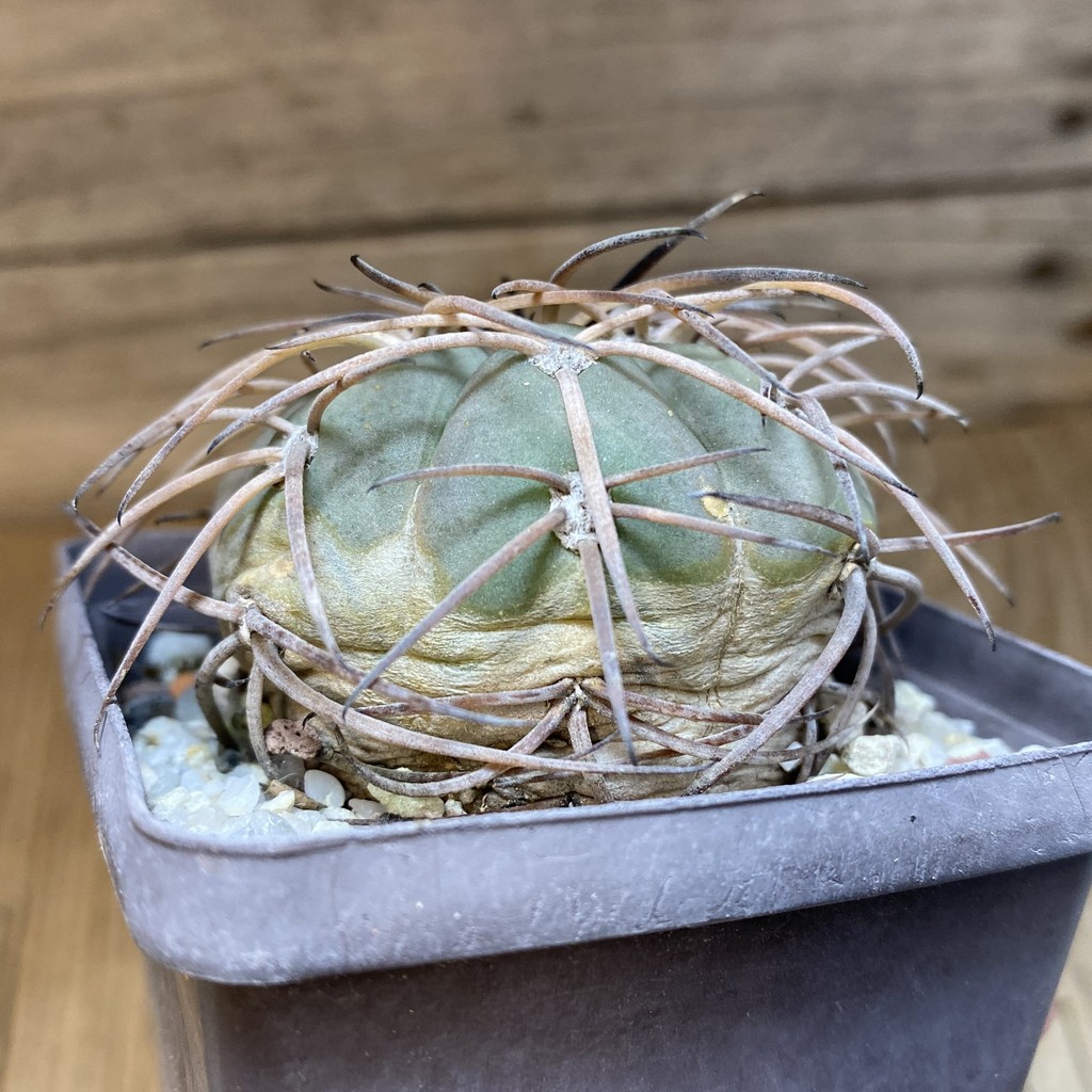 SH27147 Gymnocalycium spegazzinii, 8 years old - Image 2