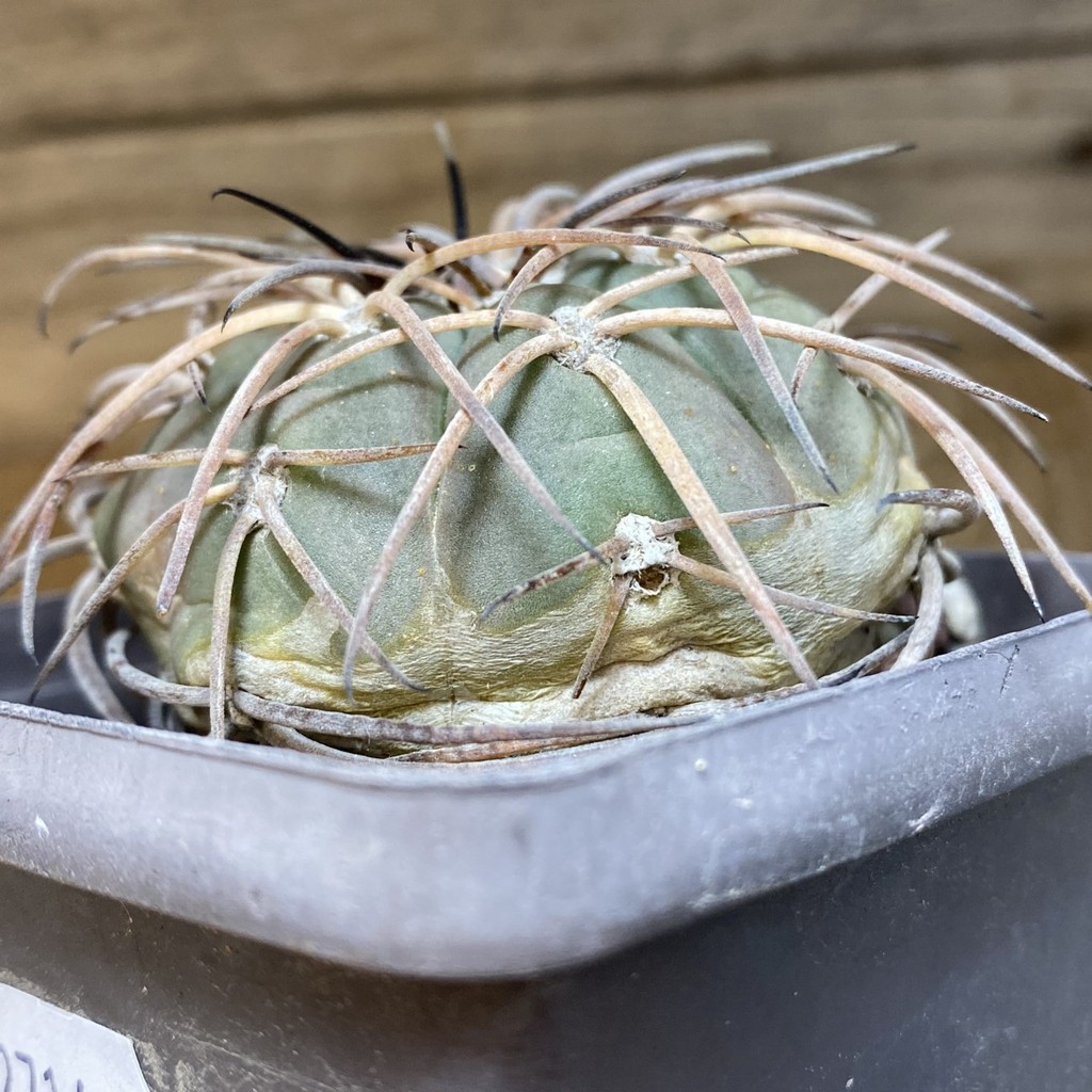 SH27147 Gymnocalycium spegazzinii, 8 years old - Image 3