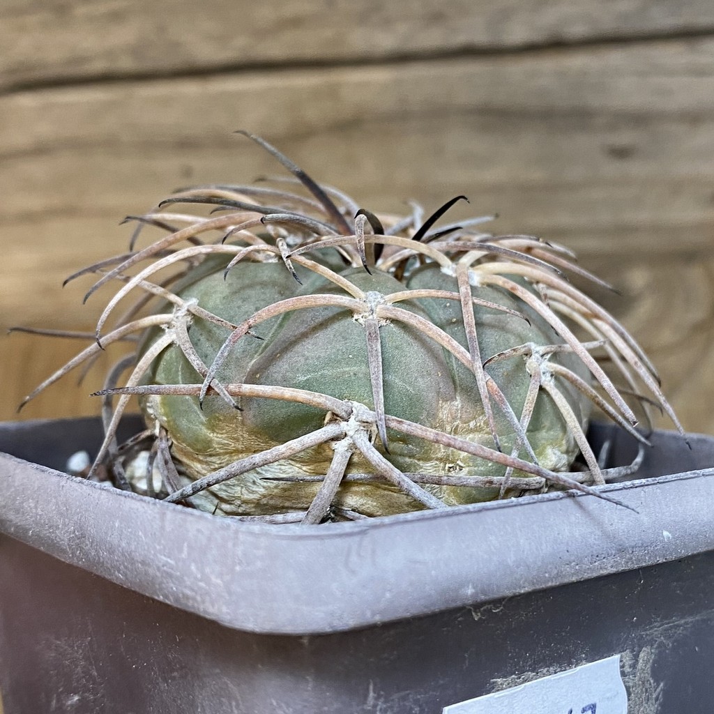 SH27147 Gymnocalycium spegazzinii, 8 years old - Image 4
