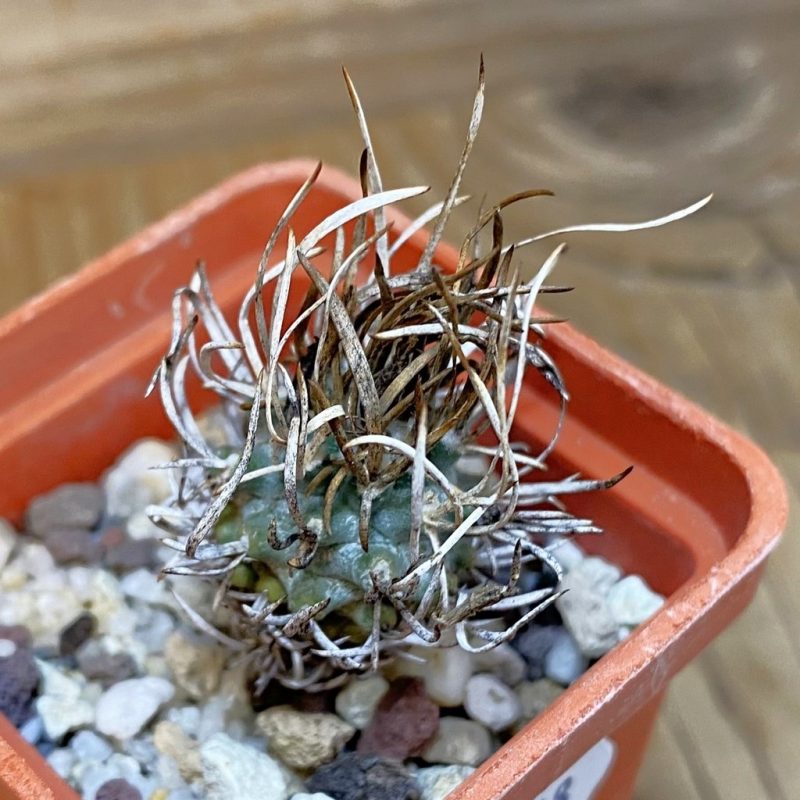 SH27148 Turbinicarpus flaviflorus, 6 years old