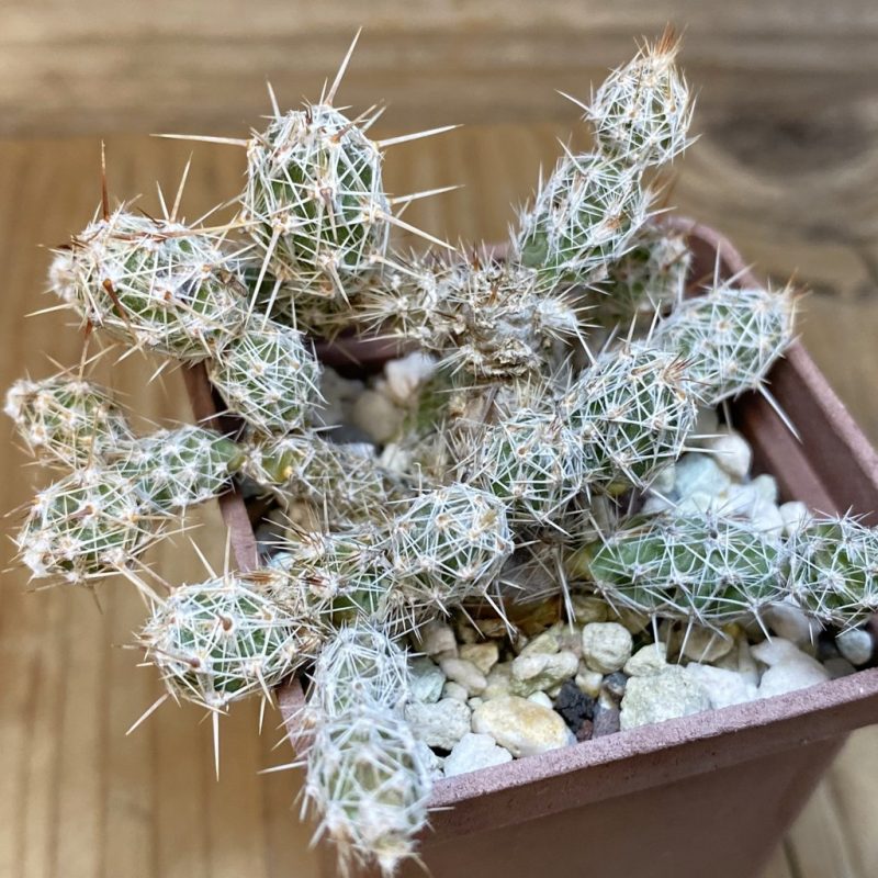 SH27149 Corynopuntia bulbispina