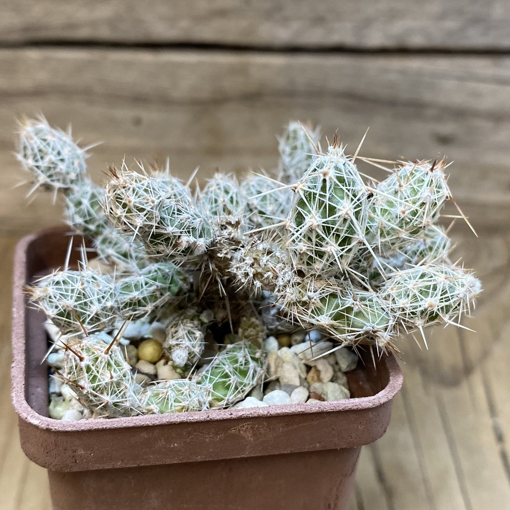 SH27149 Corynopuntia bulbispina - Image 2