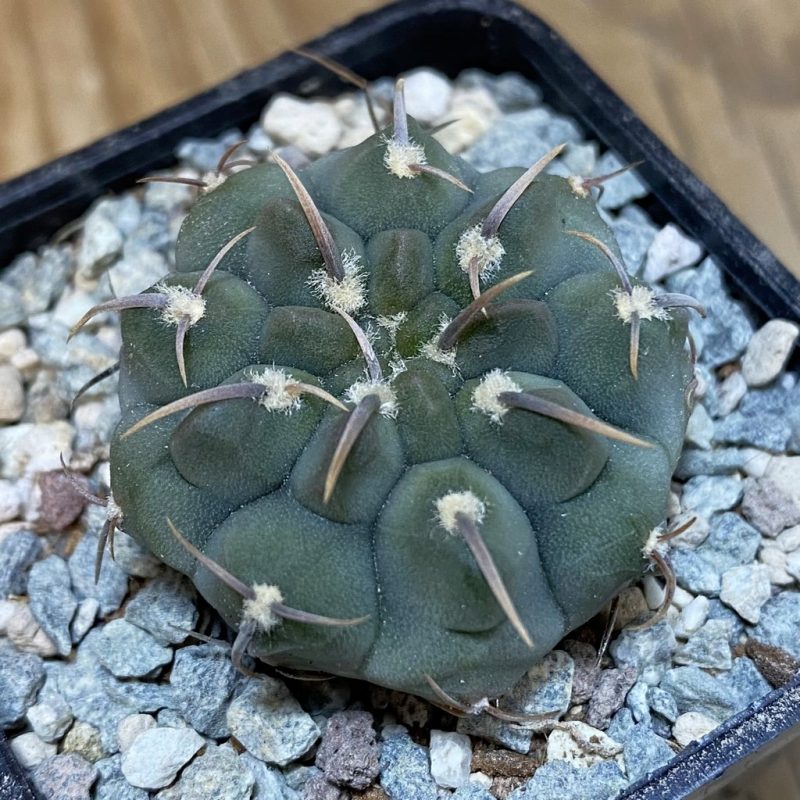 SH27150 Gymnocalycium vatteri