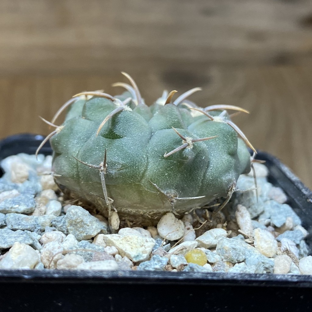 SH27150 Gymnocalycium vatteri - Image 2
