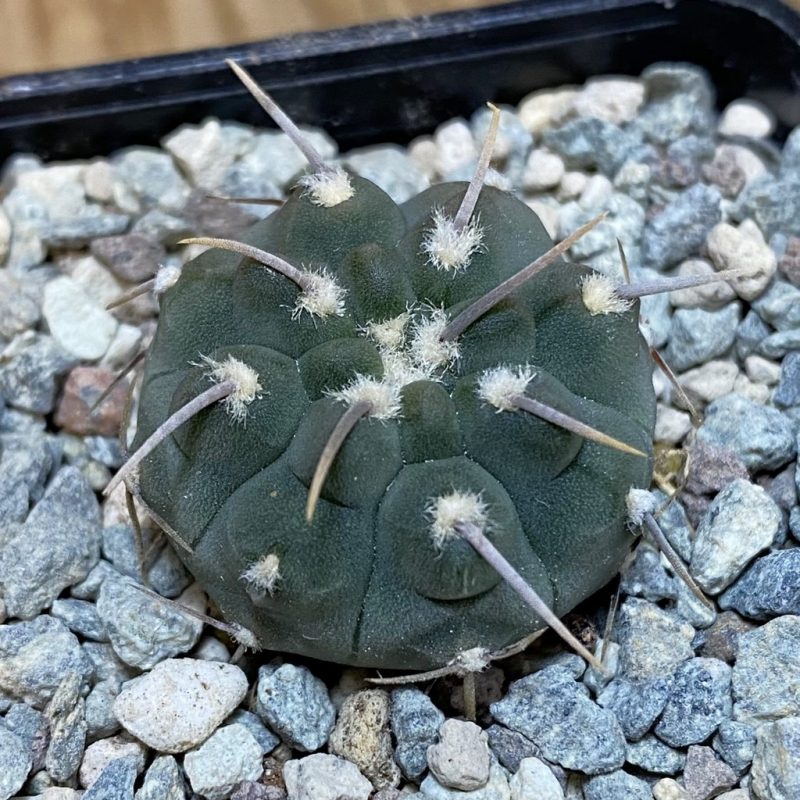 SH27151 Gymnocalycium vatteri