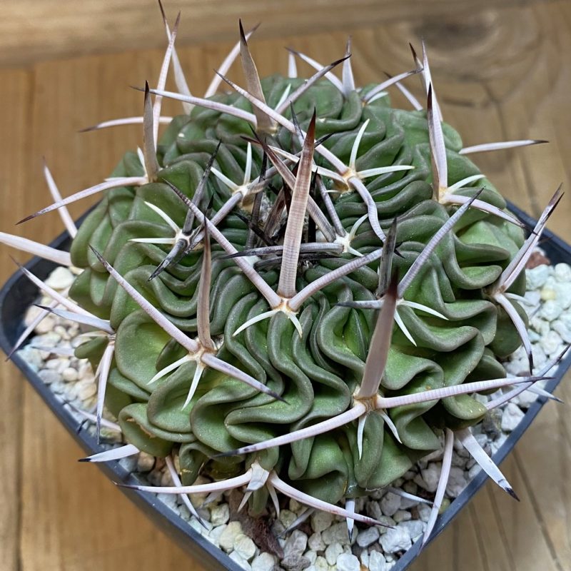 SH27138 Echinofossulocactus phyllacanthus, 8 years old