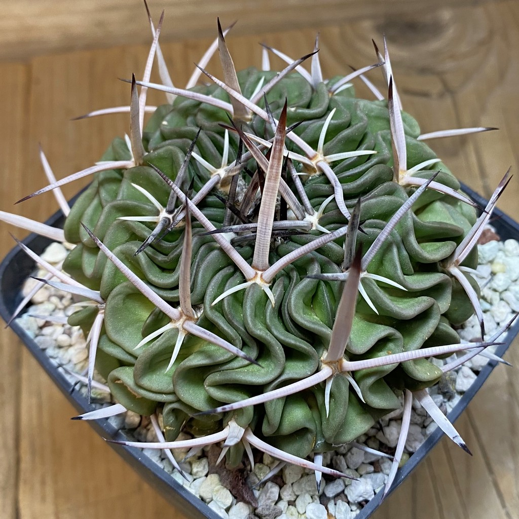 SH27138 Echinofossulocactus phyllacanthus, 8 years old