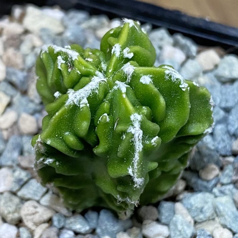 SH27152 Astrophytum myriostigma ‘Fukuryu’