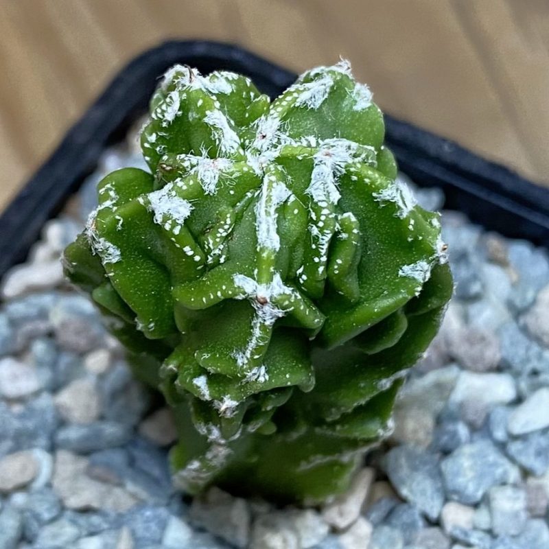 SH27153 Astrophytum myriostigma ‘Fukuryu’