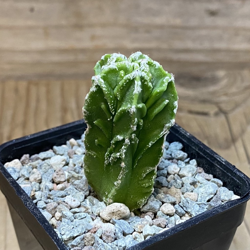 SH27153 Astrophytum myriostigma ‘Fukuryu’ - Image 2