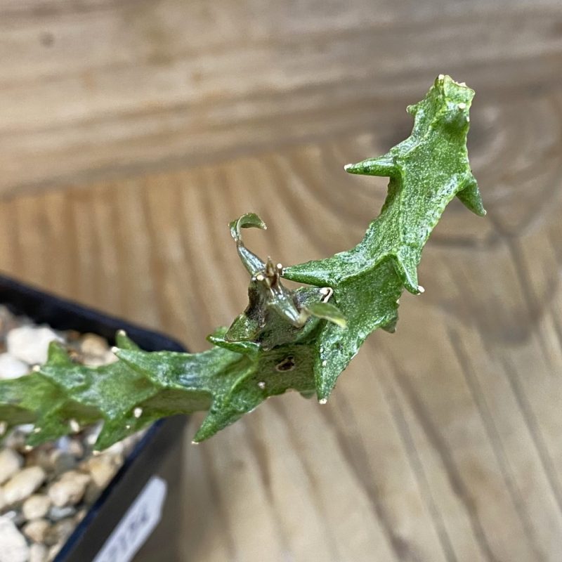 SH27154 Ceropegia simoneae ‘Green Form’