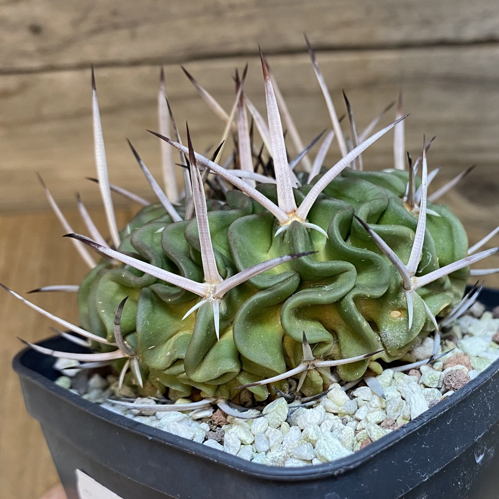 SH27138 Echinofossulocactus phyllacanthus, 8 years old - Image 2