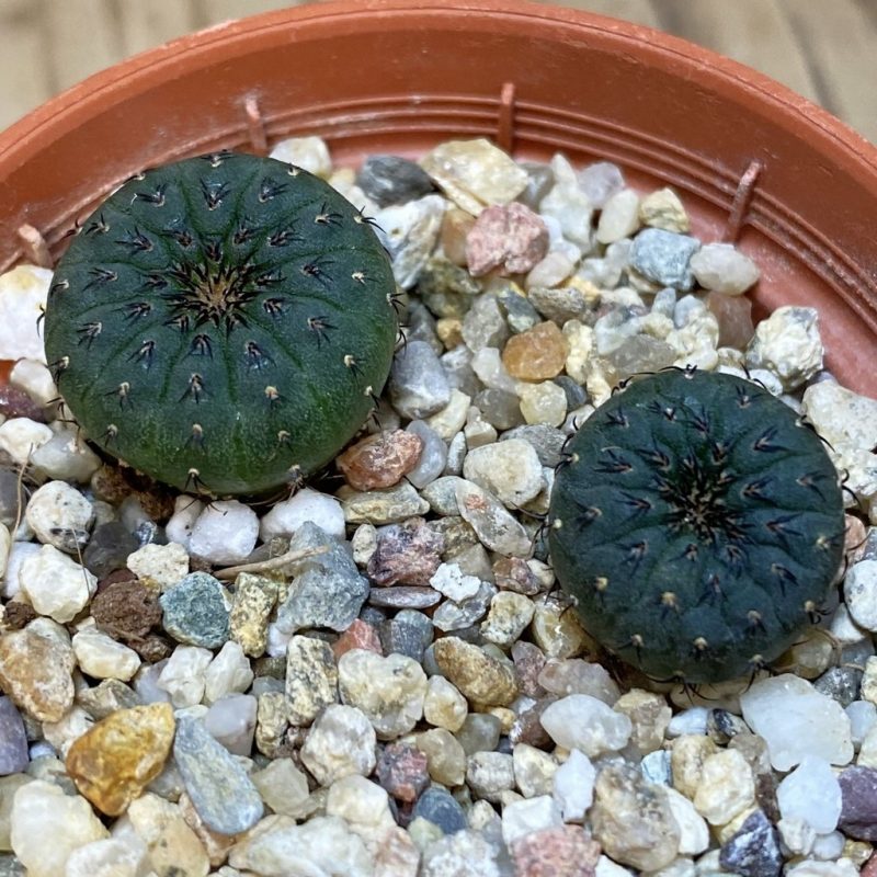 SH27155 Frailea castanea, 2 plants